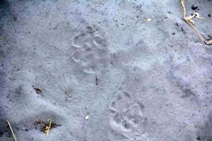 Lion Track 1
