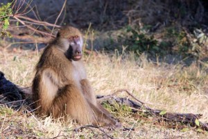 Baboon 1