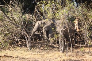 Elephants browsing on broken tree
