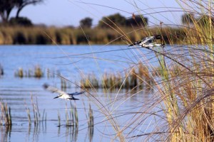 Kingfishers_edited-2