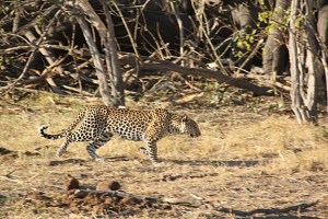 Mama Leopard c dumbos