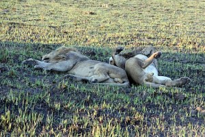 Snoozing lions