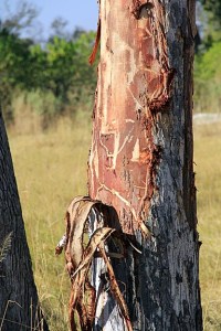 stripped tree trunk