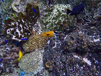 OLYMPUS DIGITAL CAMERA