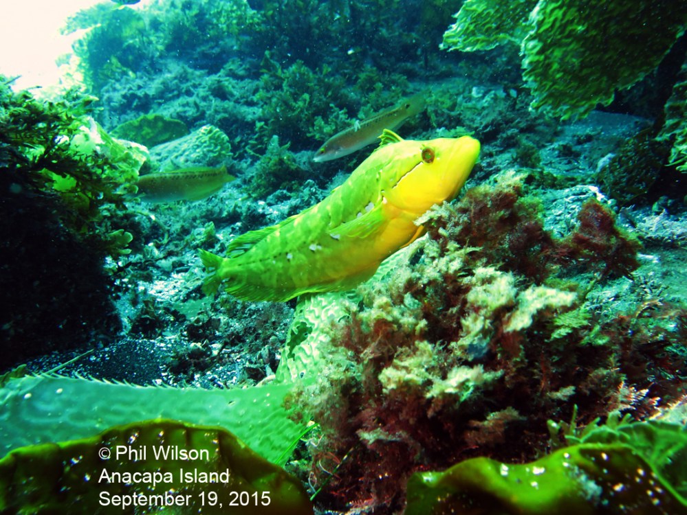 Yellow Kelpfish (Phil's pic)
