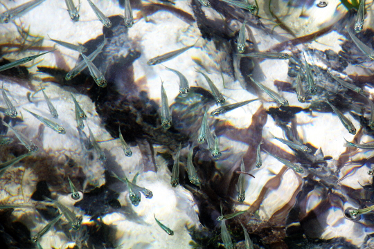 Ambergris Caye - Belize - 22