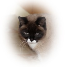 portrait-of-a-princess