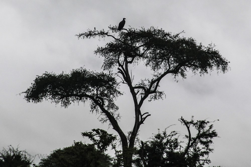 A Vulture in a Tree