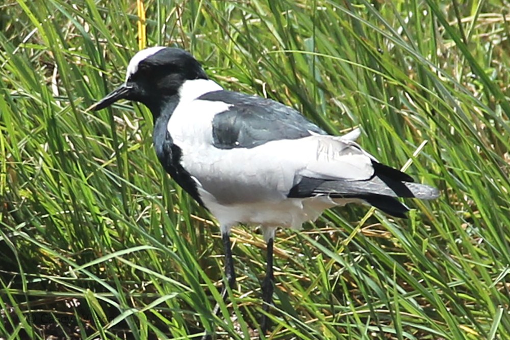 Blacksmith Lapwing Plover (2)