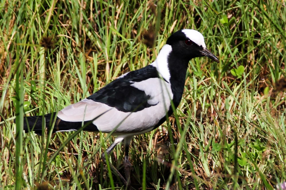 Blacksmith Lapwing Plover