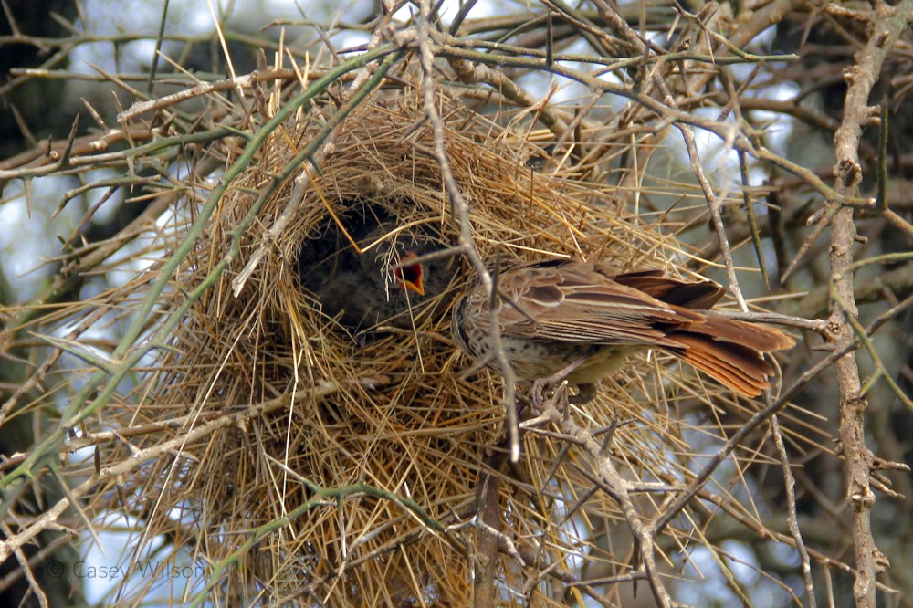 Chestnut Weaver