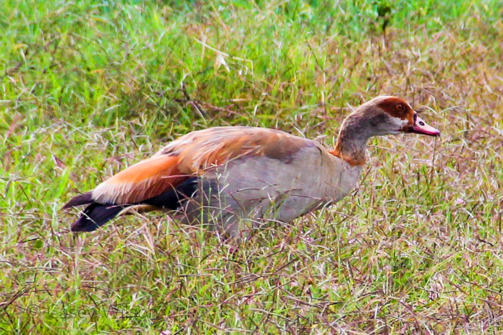 Egyptian Goose (2)