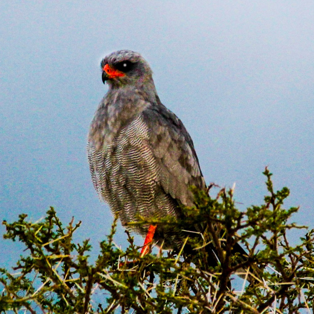 Gabar Goshawk