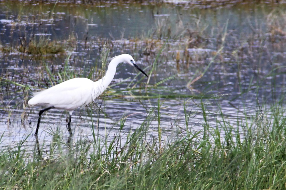 Great White Egret