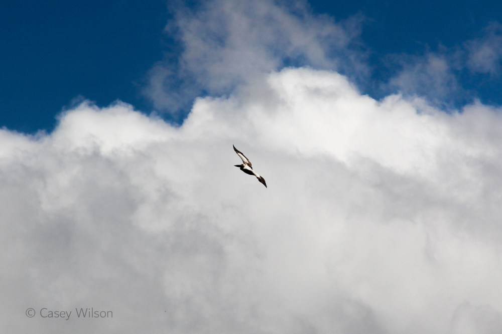 Great White Pelican (1)