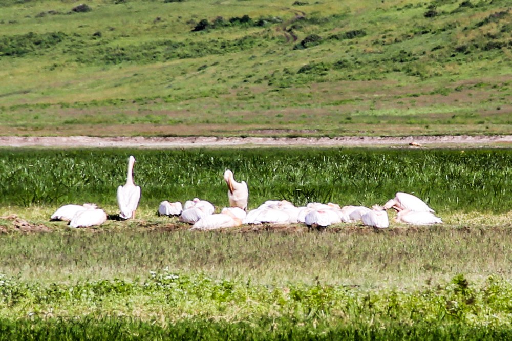 Great White Pelican (2)