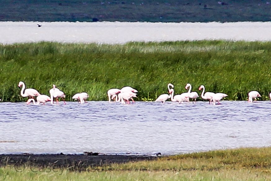 Greater Flamingo