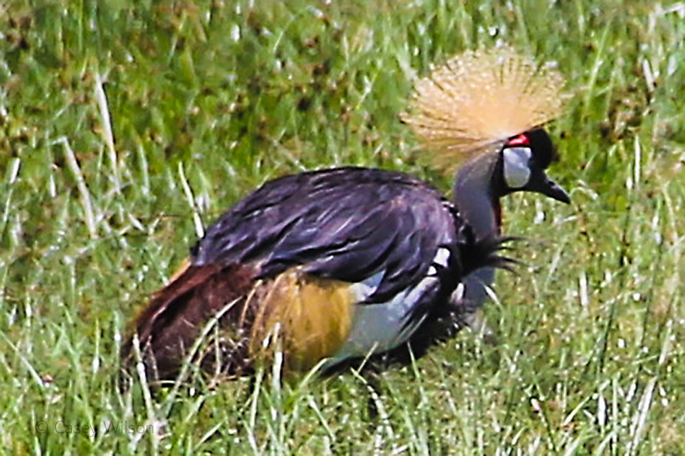 Grey Crownd Crane (1)