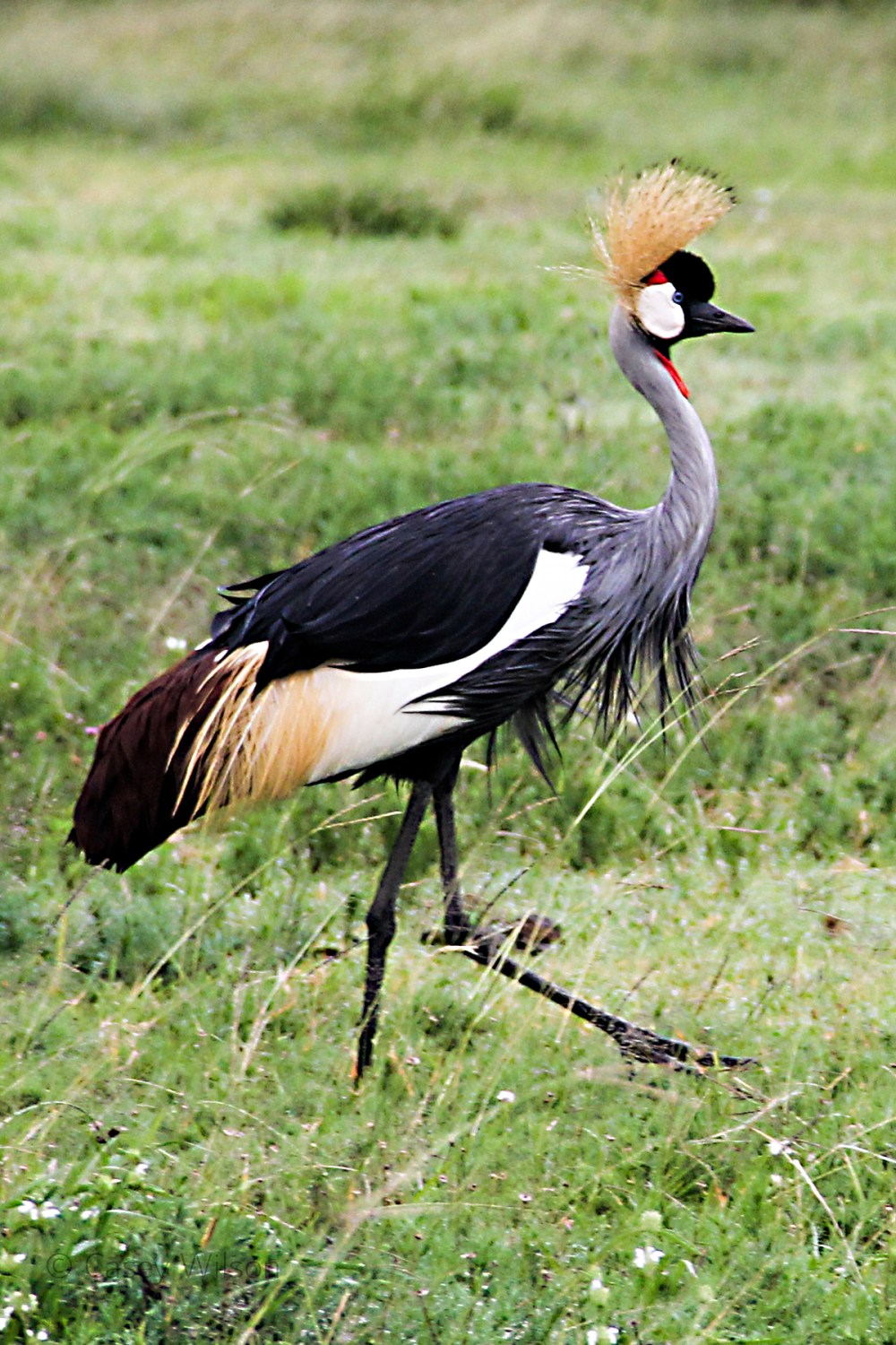 Grey Crownd Crane (4)