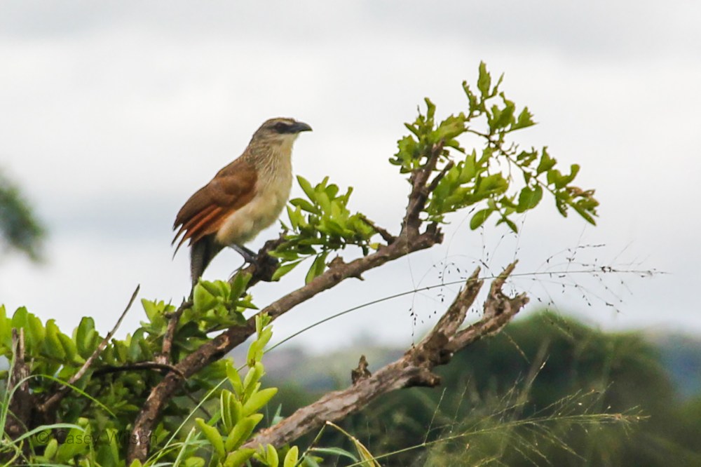 Grey-headed Sparrow (1)