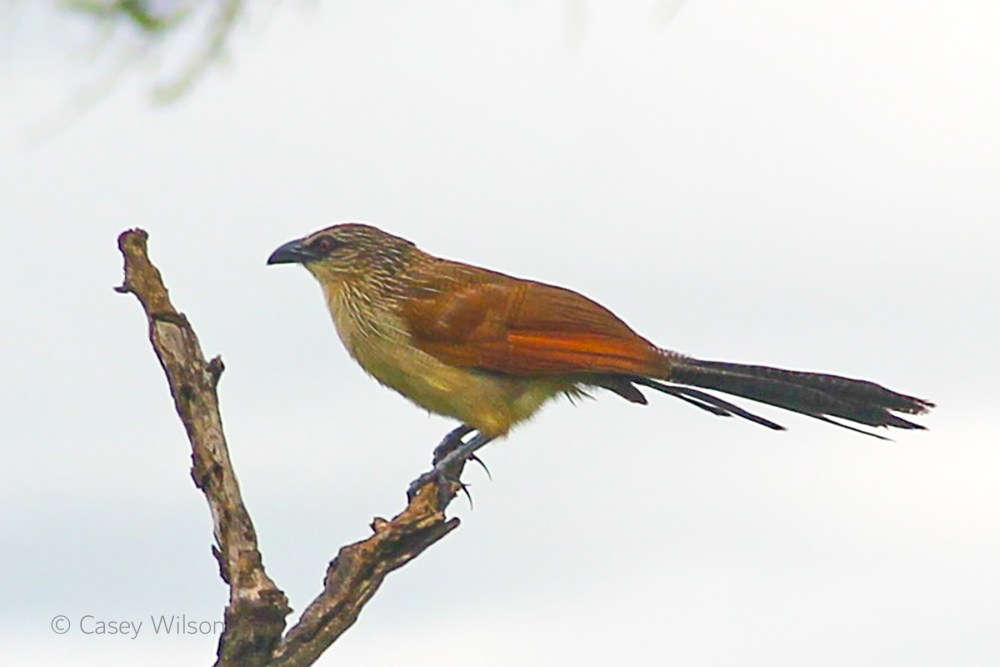 Grey-headed Sparrow (2)