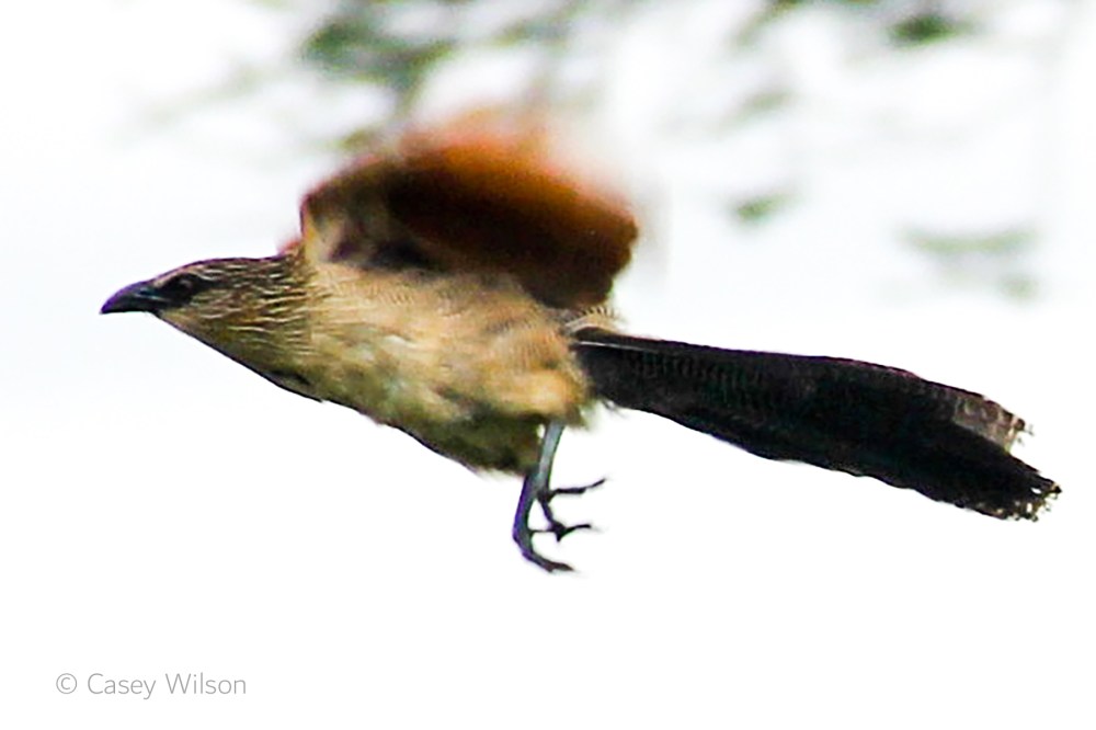 Grey-headed Sparrow (3)