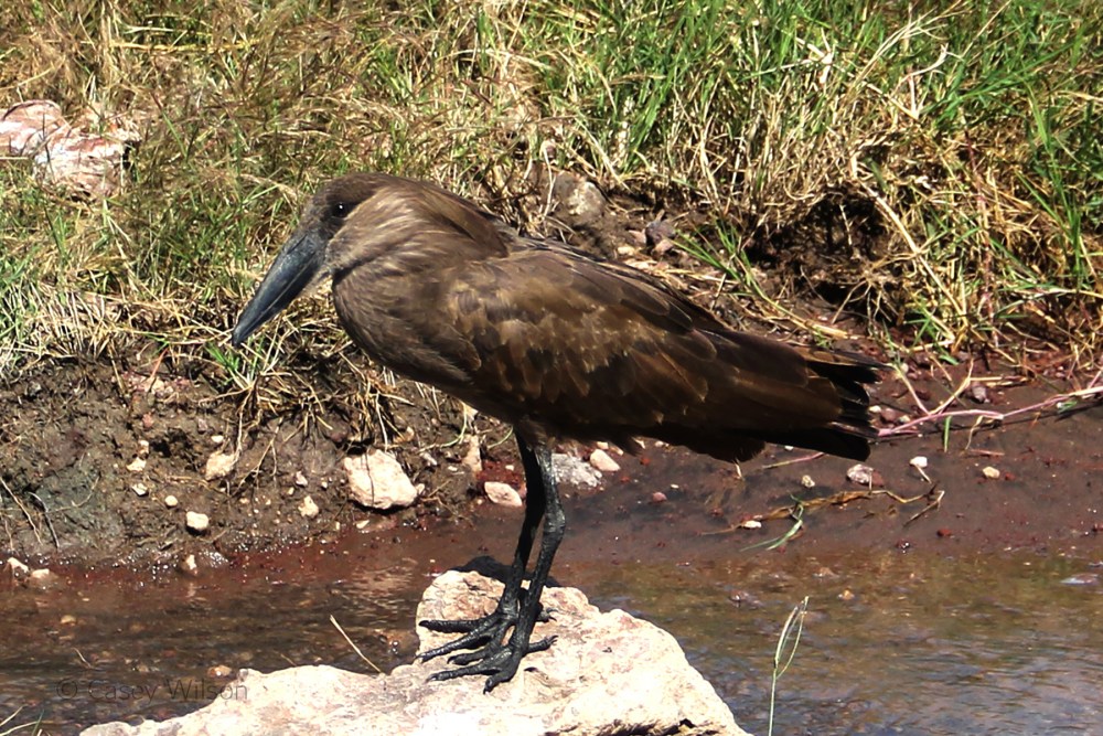 Hamerkop (1)