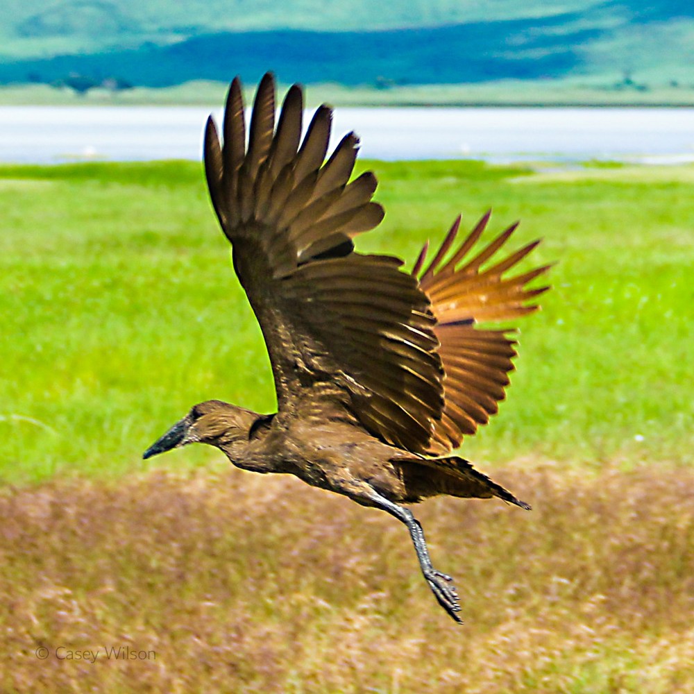 Hamerkop (2)