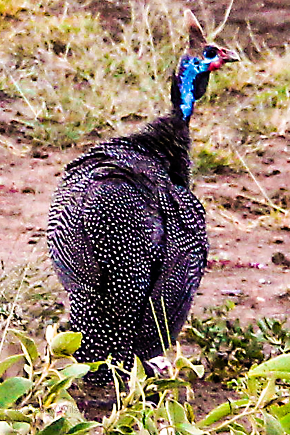 Helmeted Guineafowl (1)