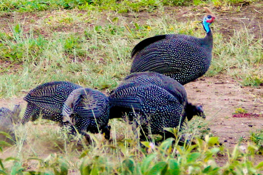 Helmeted Guineafowl (2)