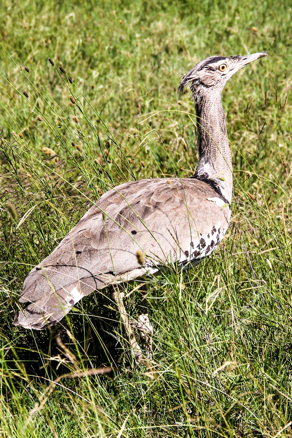 Kori Bustard