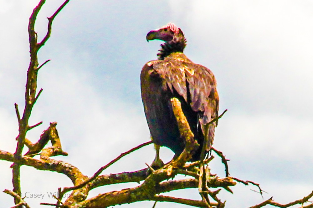 Lappet-faced Vulture