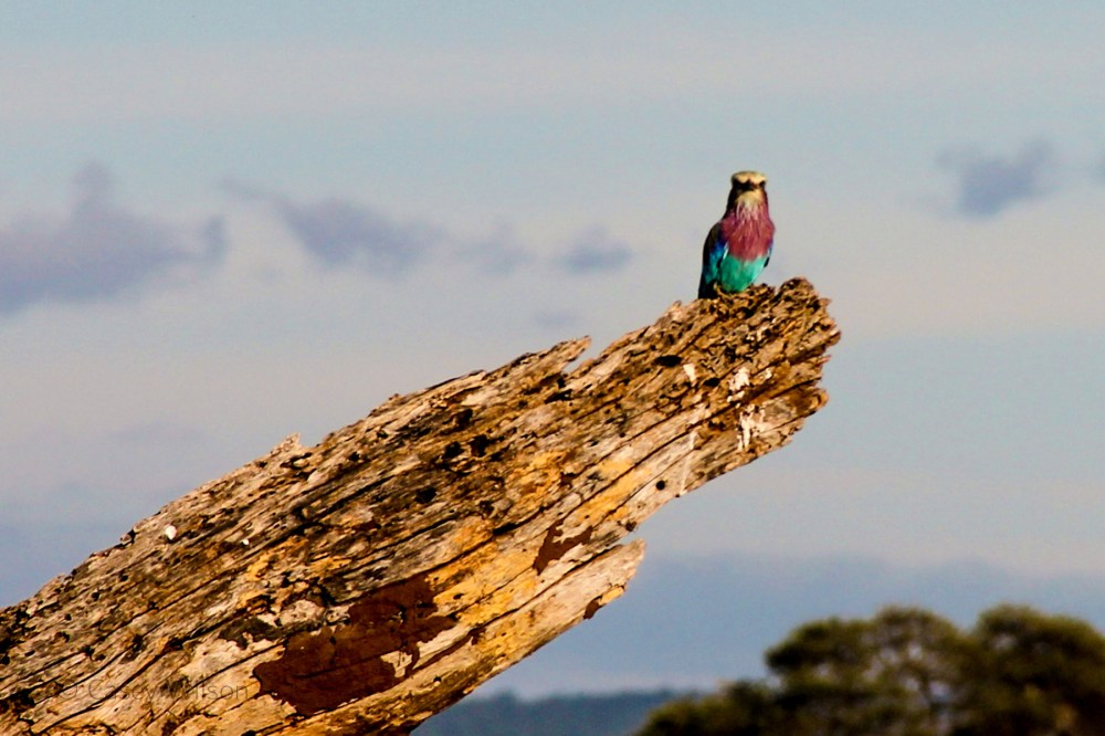Lilac-breasted Roller (1)