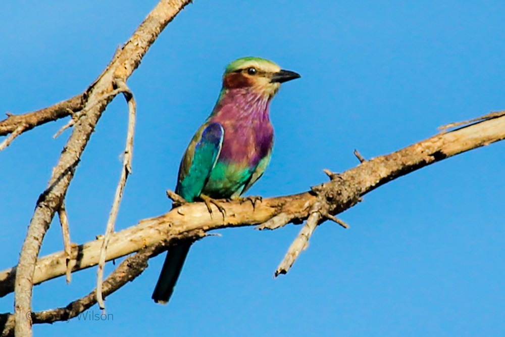 Lilac-breasted Roller (2)