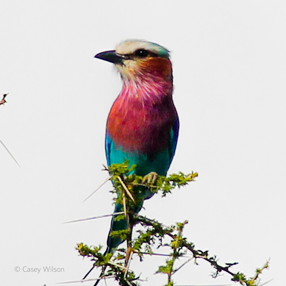 Lilac-breasted Roller (3)