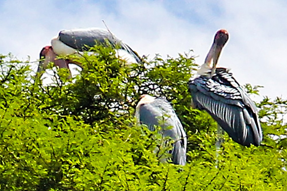Marabou Storks