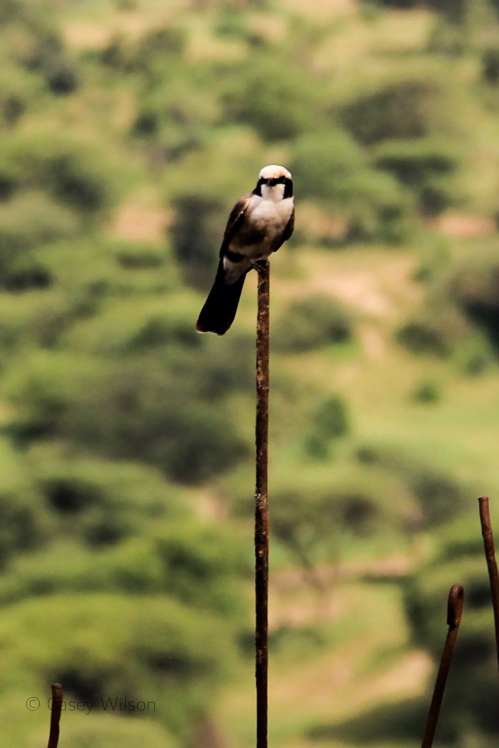 Northern White-crowned Shrike (1)