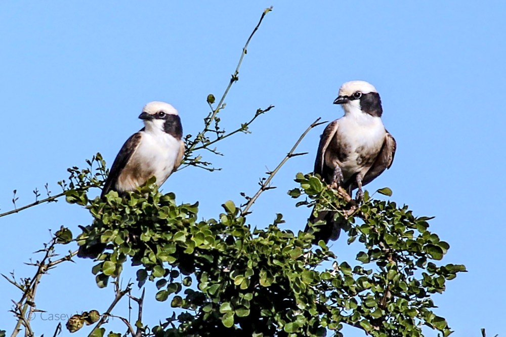 Northern White-crowned Shrike (2)