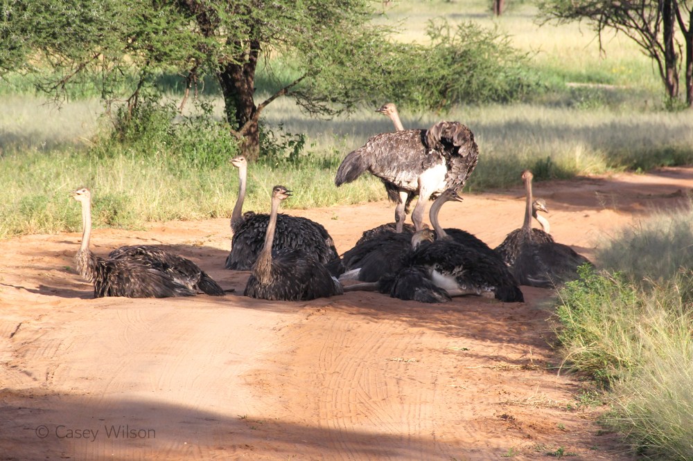 Ostrich Flock