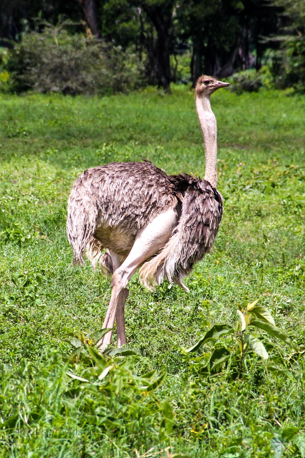 Ostrich(F) (2)