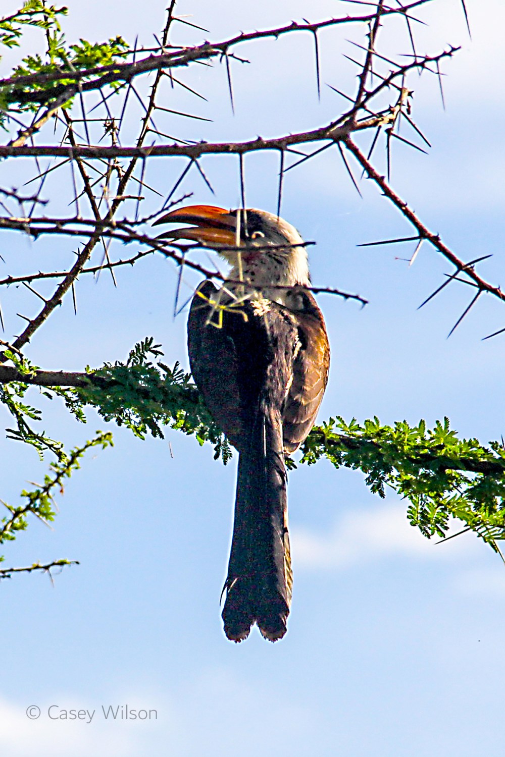 Red-billed Hornbill (1)