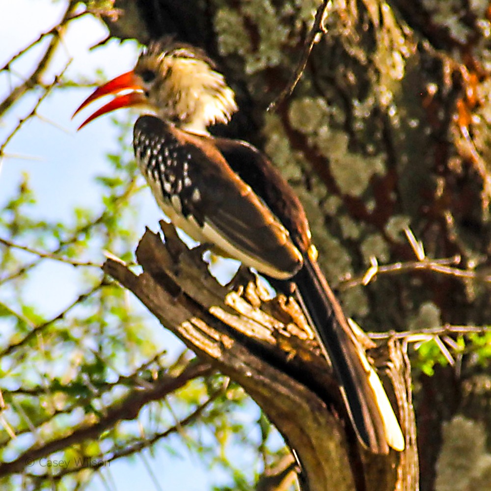 Red-billed Hornbill (2)