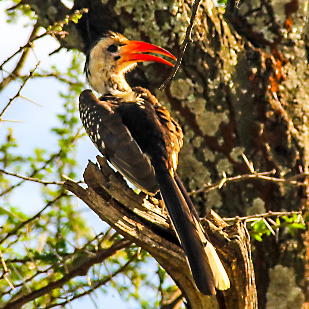 Red-billed Hornbill (3)