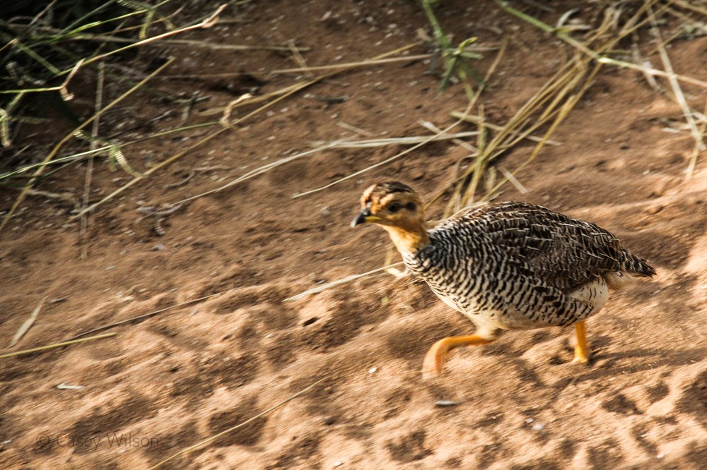 Red-necked Spurfowl Chick