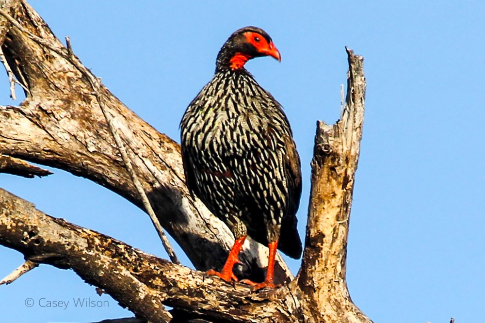 Red-necked Spurfowl