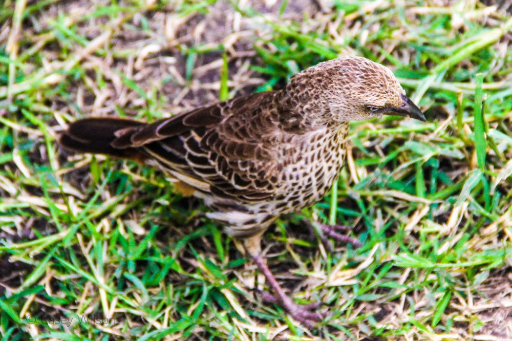 Rufous-tailed Weaver