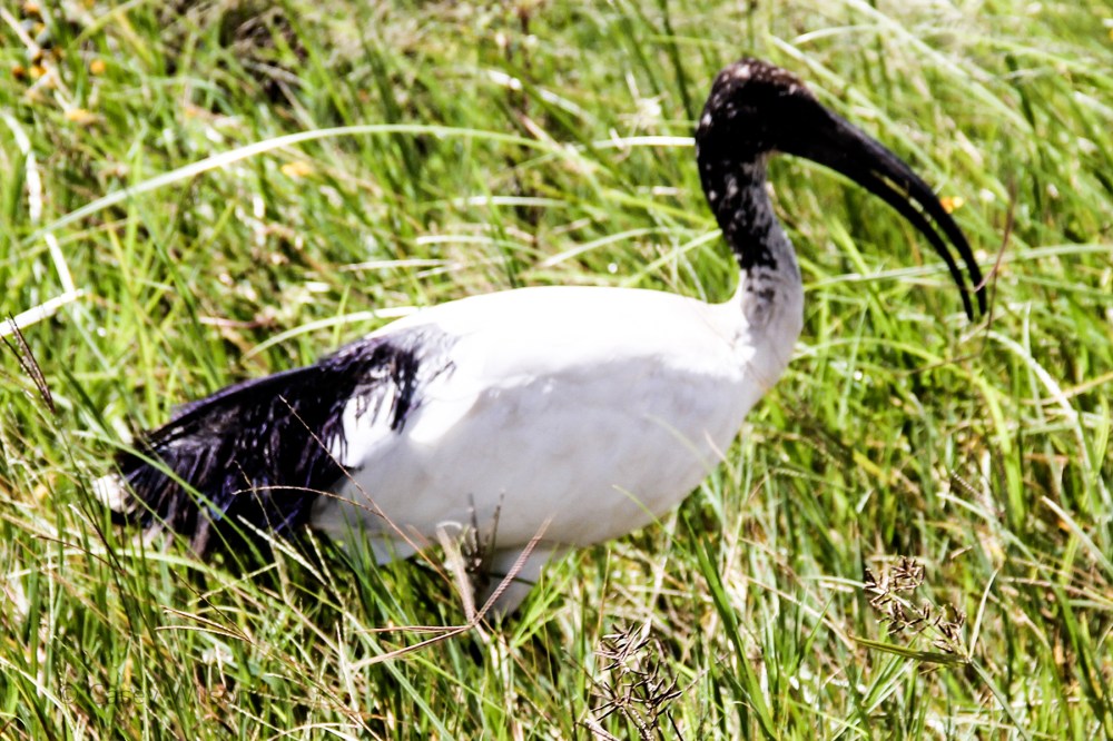Sacred Ibis