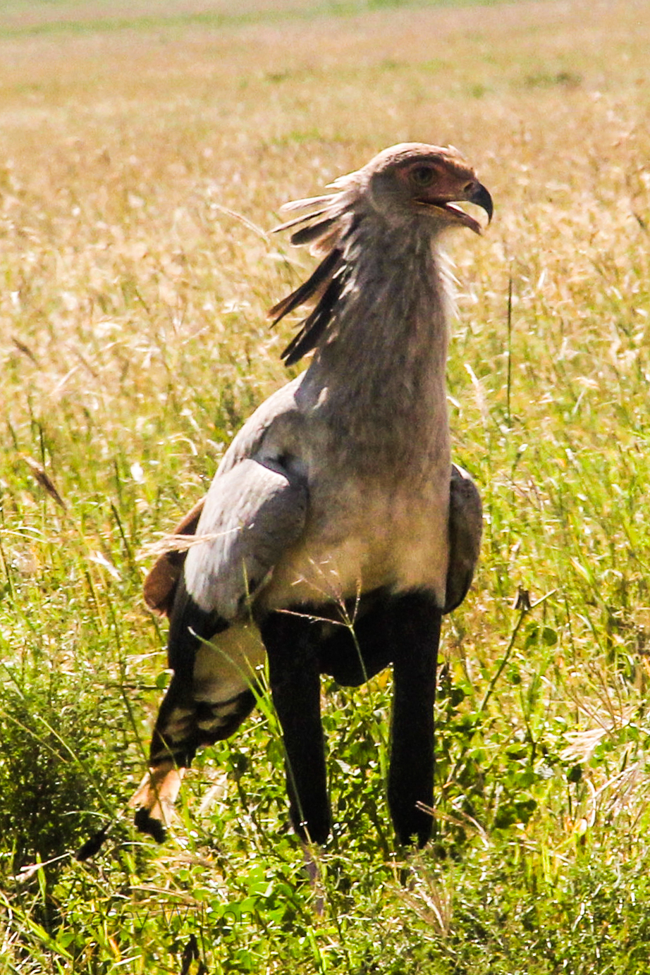 Secretary Bird (1)