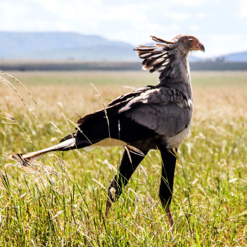 Secretary Bird (2)