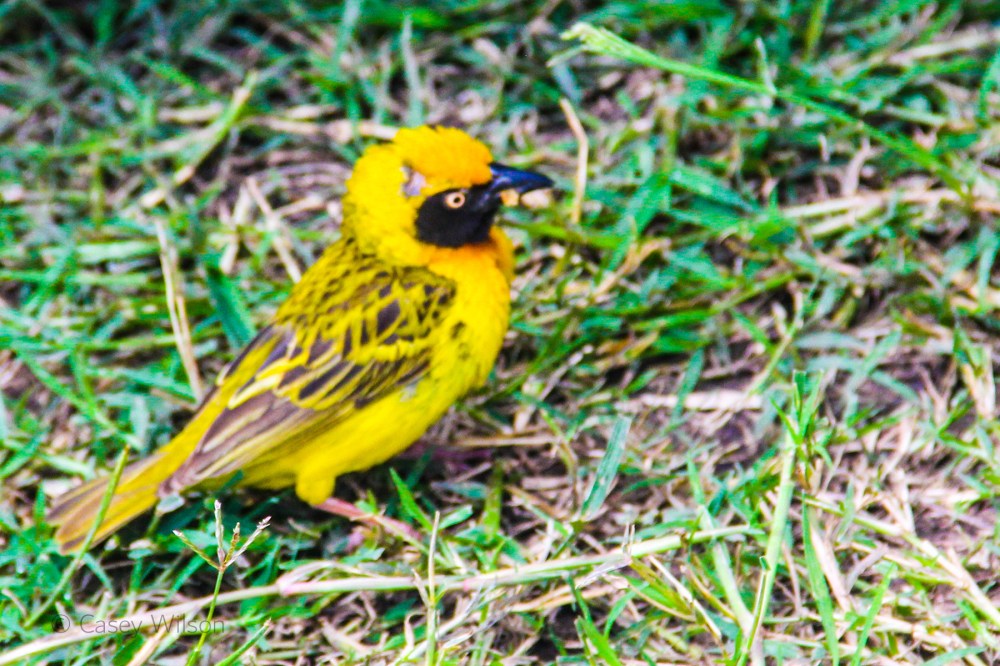 Speke's Weaver